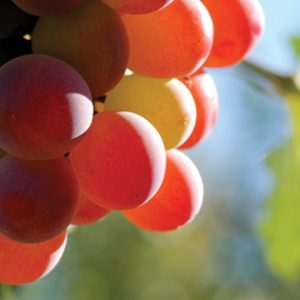 Grapes