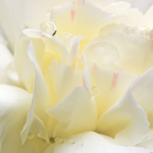 White Flower