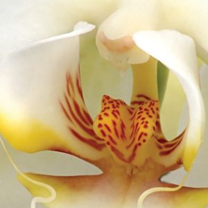 White Orchid